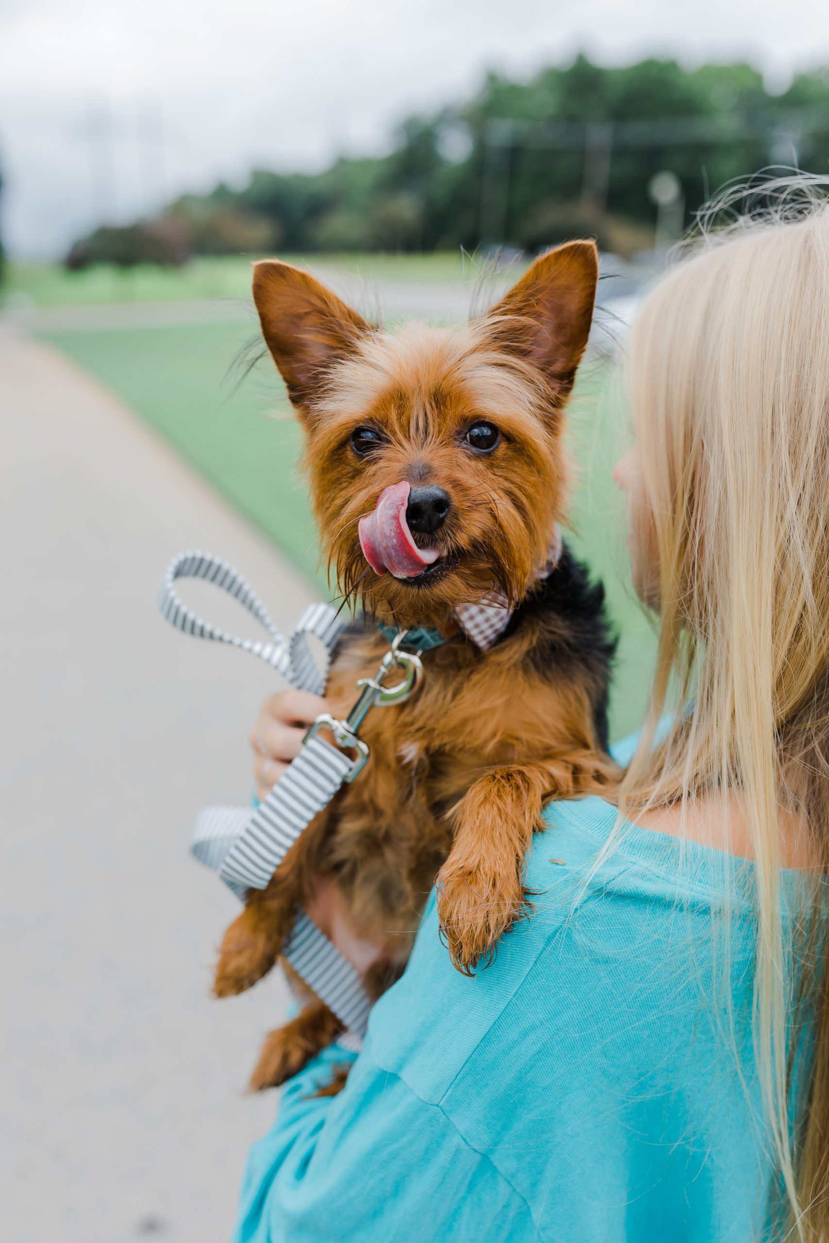handmade dog collar on a small Yorkie dog while the owner holds the puppy over her shoulder 