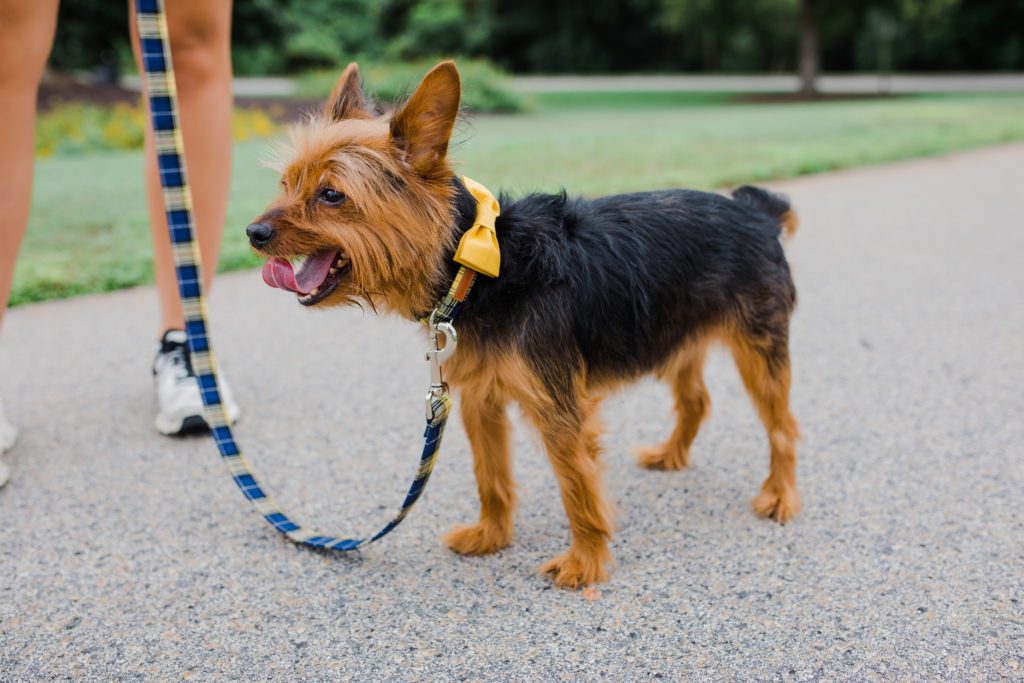 small yorkie in a park with a. yellow bow tie collar and a cute leash for brand photography 